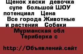 Щенок хаски, девочка супе, большой ШОУ потенциал › Цена ­ 50 000 - Все города Животные и растения » Собаки   . Мурманская обл.,Териберка с.